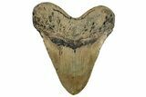 Fossil Megalodon Tooth - North Carolina #328433-2